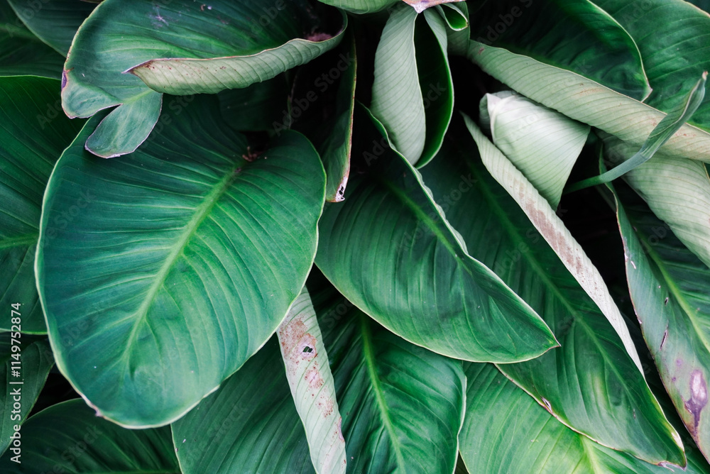 Obraz premium Bright green tropical plant with detailed leaves close up