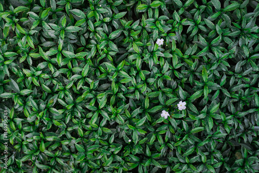 A perfect white jasmine flower photo for various design purposes. A perfect white jasmine flower photo for various design purposes.
