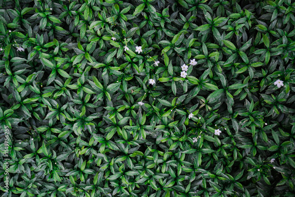 A perfect white jasmine flower photo for various design purposes. A perfect white jasmine flower photo for various design purposes.