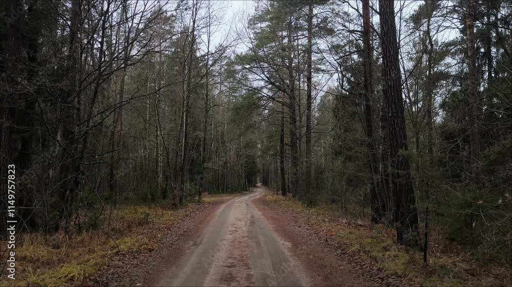 road in the forest. A cold autumn evening forest with a road in the middle. Peaceful rural landscape. Dramatic landscape road in the forest. road in the forest. A cold autumn evening forest with a road in the middle. Peaceful rural landscape. Dramatic landscape road in the forest.