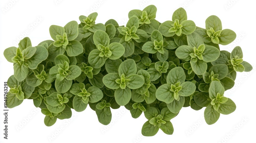 Fresh oregano herb bunch, top view, isolated on white. Fresh oregano herb bunch, top view, isolated on white.