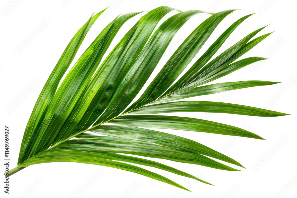 PNG CoConut Leaf leaf plant photography. PNG CoConut Leaf leaf plant photography.