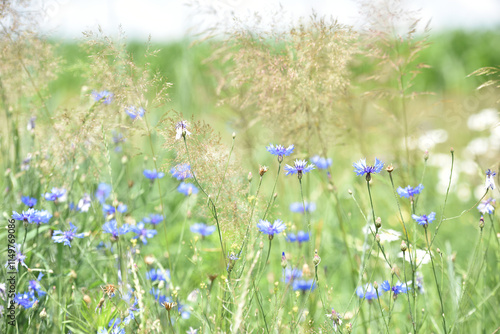 Cornflower, Centaurea cyanus Rare flower of Arable Fields. blue wildflowers, natural floral background. Wild flowers, close-up, blurred background. summer meadow flower, blooms beautifully in blue.
