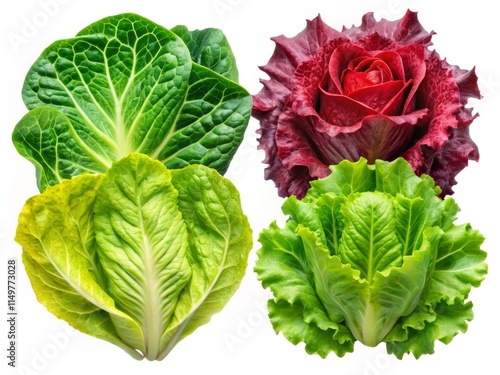 Isolated Lettuce Leaves:  High-Resolution Images of Various Lettuce Types