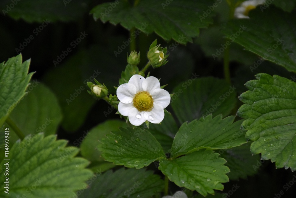 Strawberry Plant Blossoming in Spring
Strawberry Plant Blossoming in Spring
