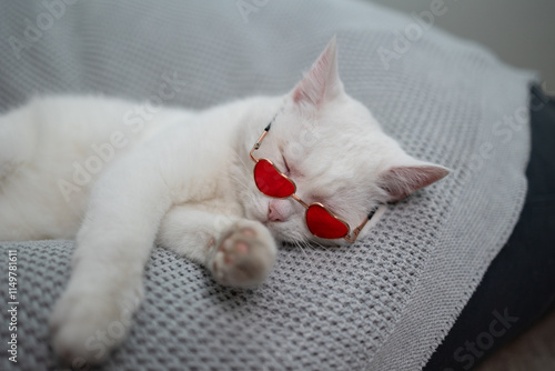 A cute and fluffy white cat wearing charming heart-shaped sunglasses is peacefully napping on a cozy blanket celebrating Valentine's Day.