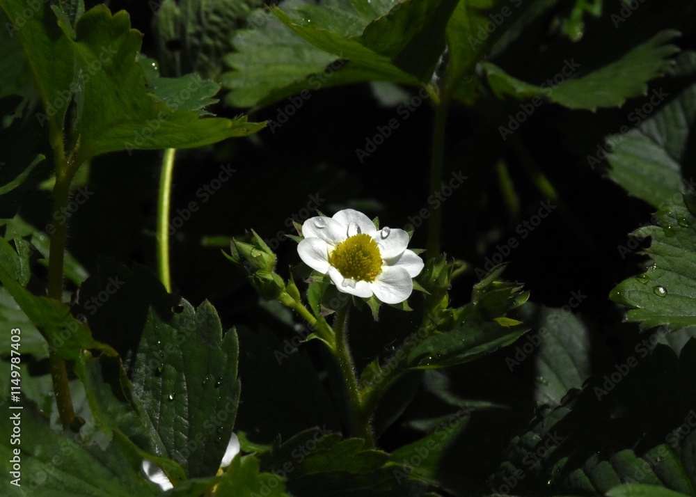 Strawberry Plant Blossoming in Spring Strawberry Plant Blossoming in Spring