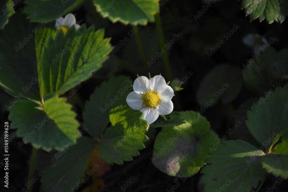 Strawberry Plant Blossoming in Spring Strawberry Plant Blossoming in Spring