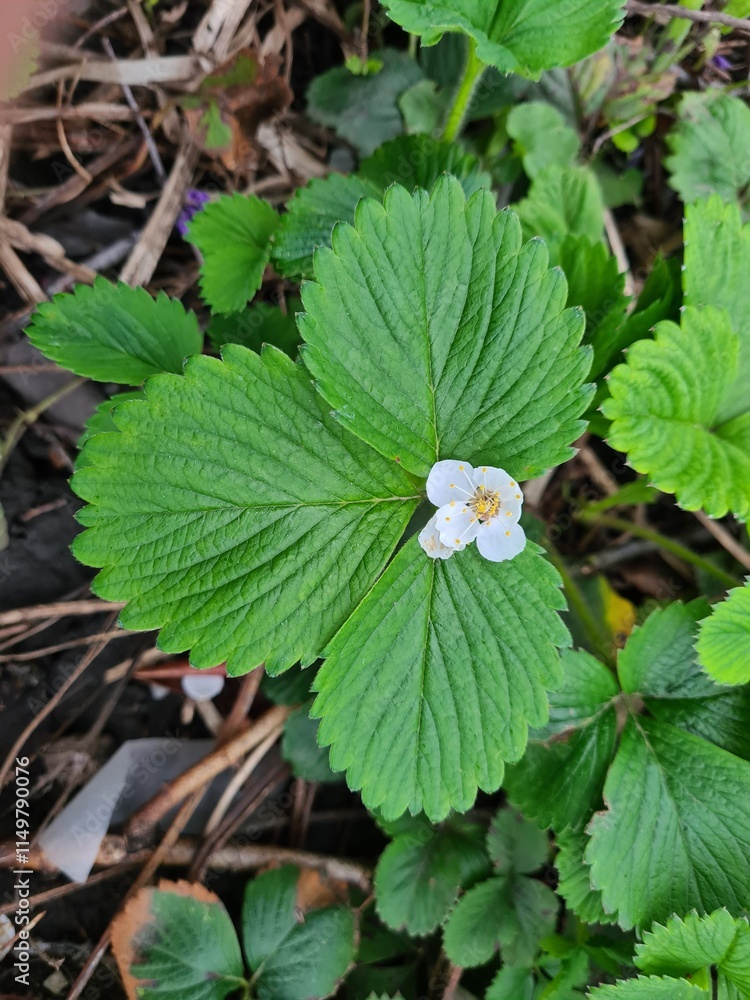 Strawberry Plant Blossoming in Spring Strawberry Plant Blossoming in Spring