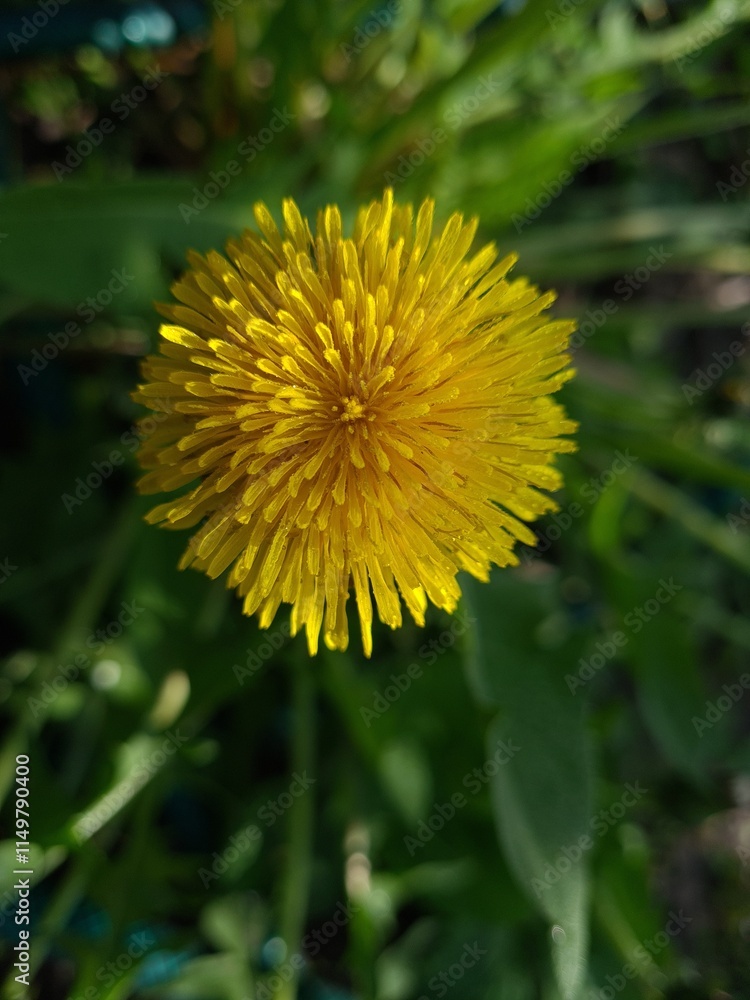 Bright Yellow Dandelion in Bloom Bright Yellow Dandelion in Bloom