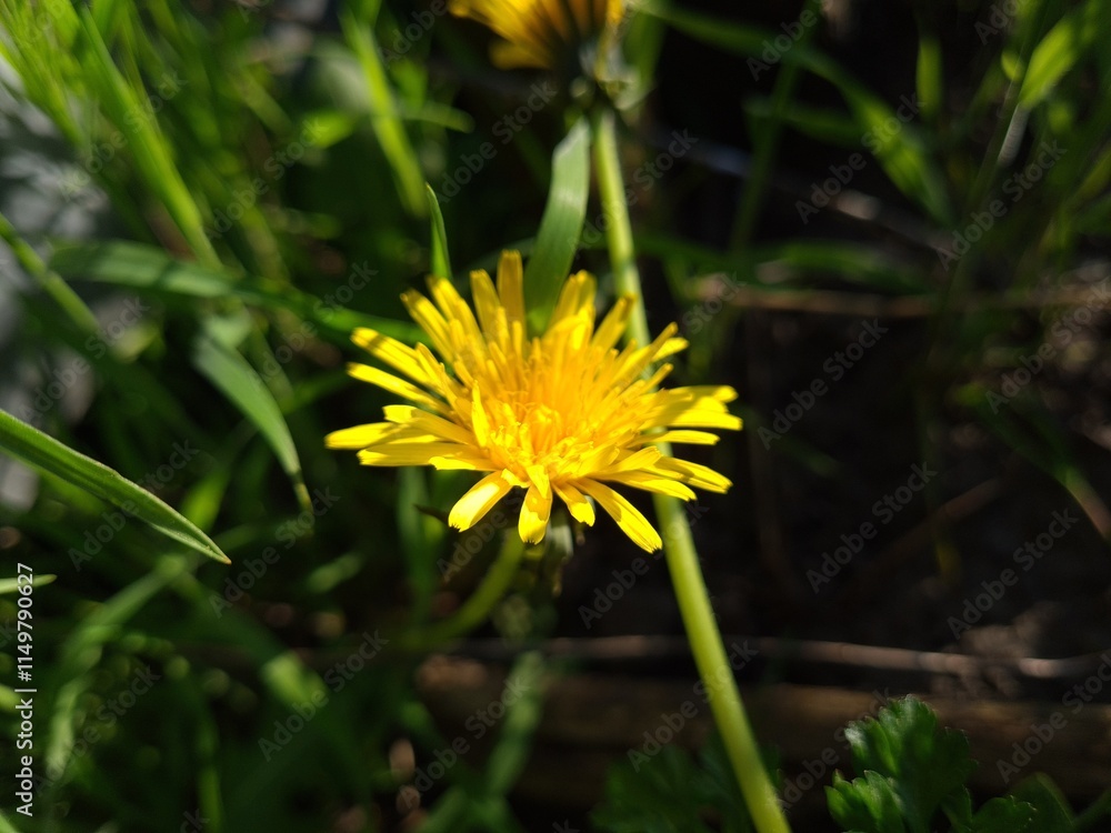 Bright Yellow Dandelion in Bloom Bright Yellow Dandelion in Bloom