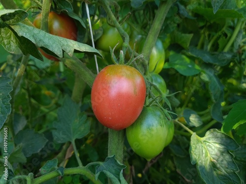 Ripe Tomatoes Growing in the Garden photo