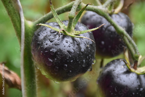 Ripe Tomatoes Growing in the Garden photo