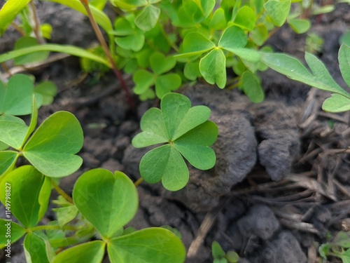 Lucky Cleaver Herb Growing in Nature photo