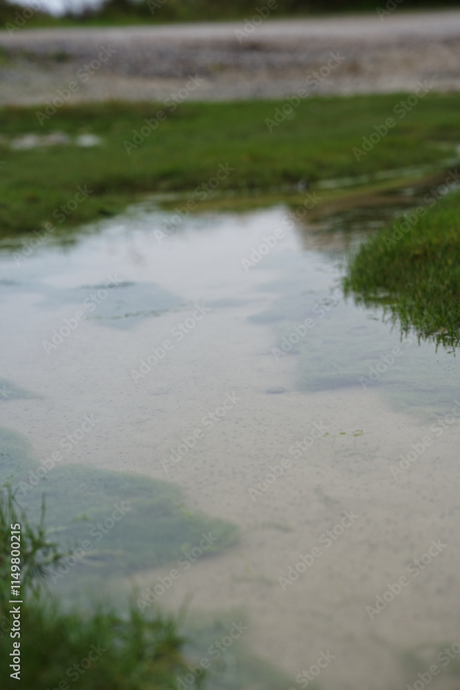 Tranquil puddles reflecting greenery in a natural setting during a cloudy day Tranquil puddles reflecting greenery in a natural setting during a cloudy day