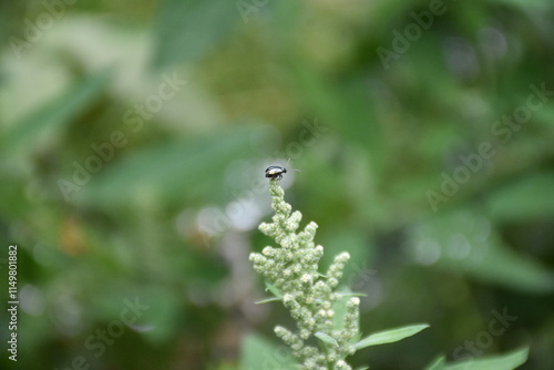 Closeup of Bug in Nature photo