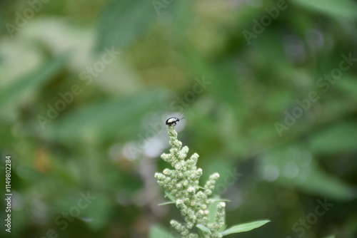 Closeup of Bug in Nature photo