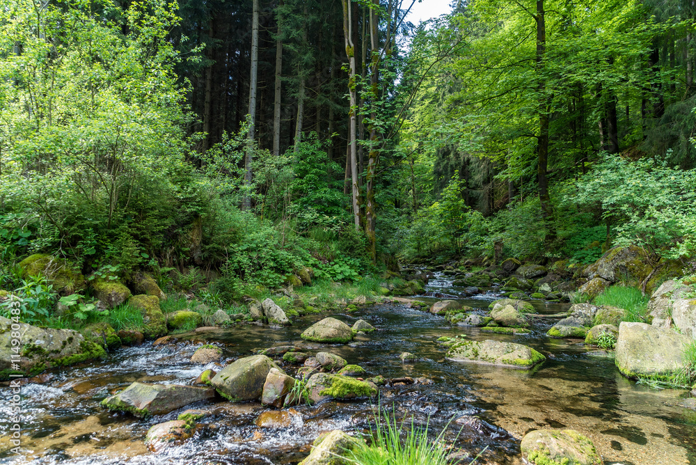 Fototapeta premium Verwunschener Bachlauf im Erzgebirge