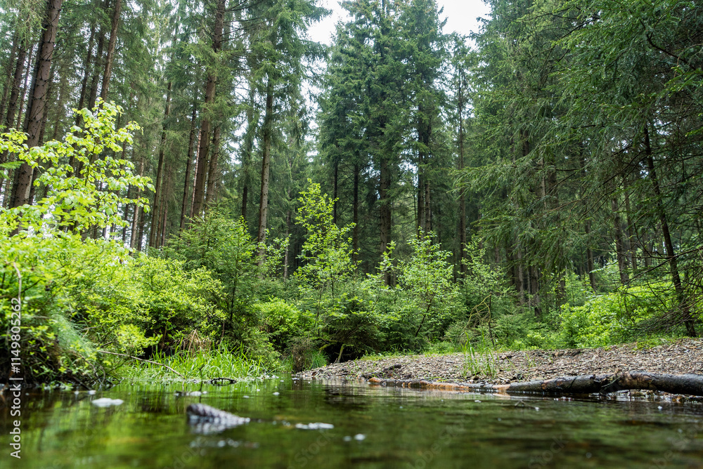 Fototapeta premium Enchanted Stream in the Ore Mountains