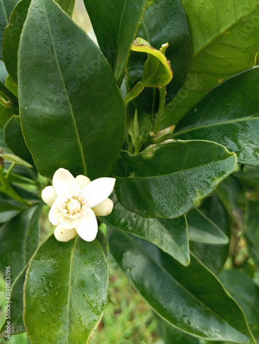 affir lime blossom on tree in the garden, stock photo