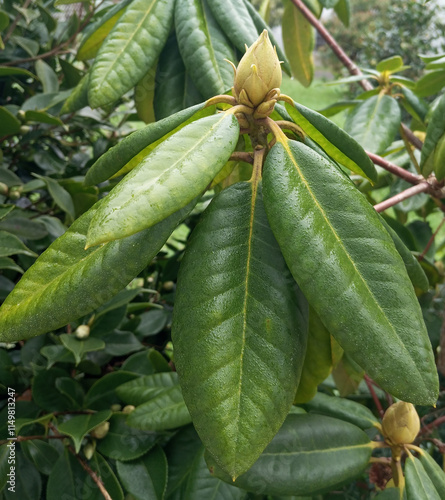 Green rhododendron buds on a branch in the garden