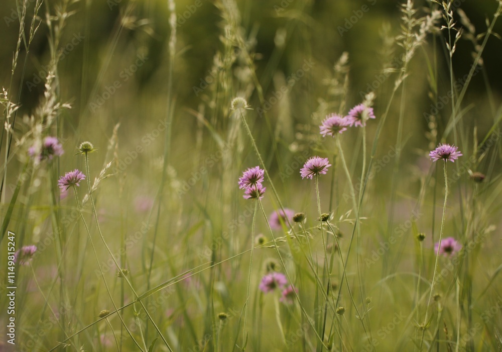 fiori di scabiosa in un campo in estate fiori di scabiosa in un campo in estate