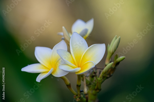 close-up of a white and yellow orchid in dominical costa rica photo