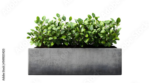 Wallpaper Mural Minimalist gray concrete planter housing a lush green jade plant, combining industrial style with natural elements. Isolated on transparent background Torontodigital.ca