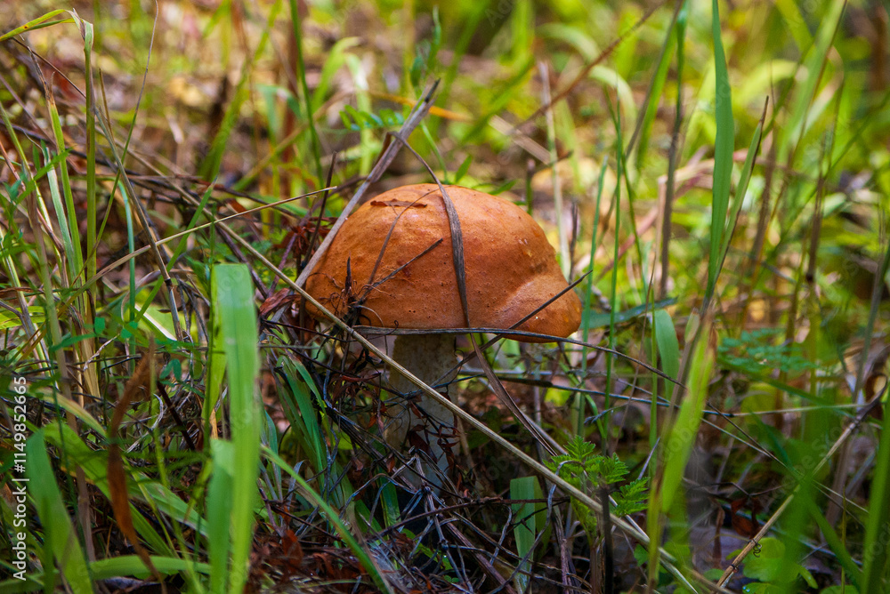 Wild orange-cap boletus mushroom growing the grass in Finnish forests. Natural macro photography of edible fungi in its native woodland habitat during autumn season Wild orange-cap boletus mushroom growing the grass in Finnish forests. Natural macro photography of edible fungi in its native woodland habitat during autumn season