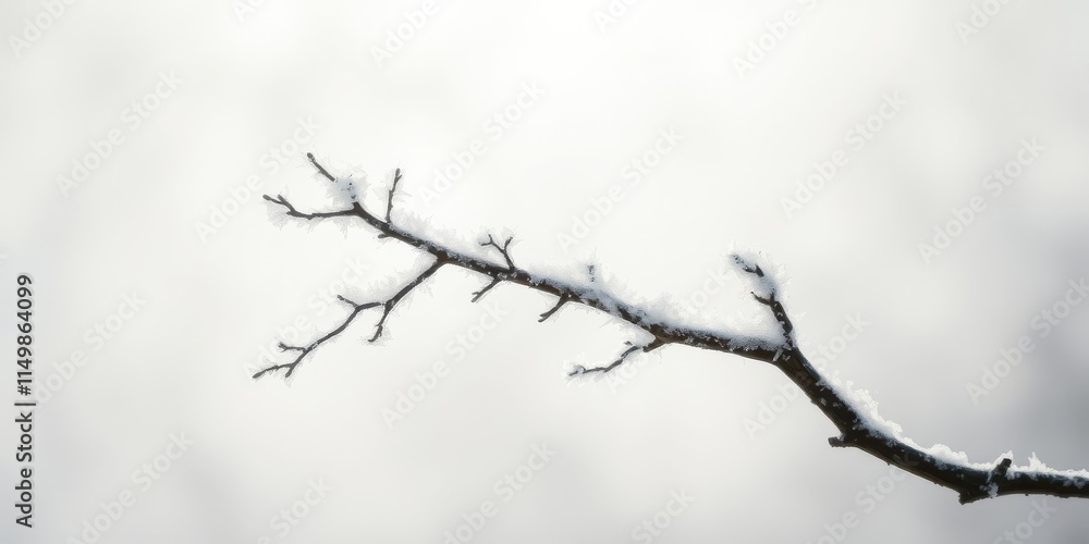 A delicate winter branch adorned with a pristine layer of frost, a serene winter scene A delicate winter branch adorned with a pristine layer of frost, a serene winter scene