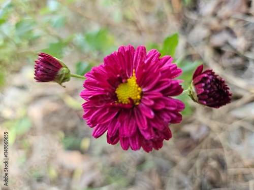 red and yellow flower,	
pink flowers in the garden,Chrysanthemum, Mum, Florists' Chrysanthemum, Dendranthema X grandiflorum, Guldaudi, godawari phool, beautiful flower .	
 photo