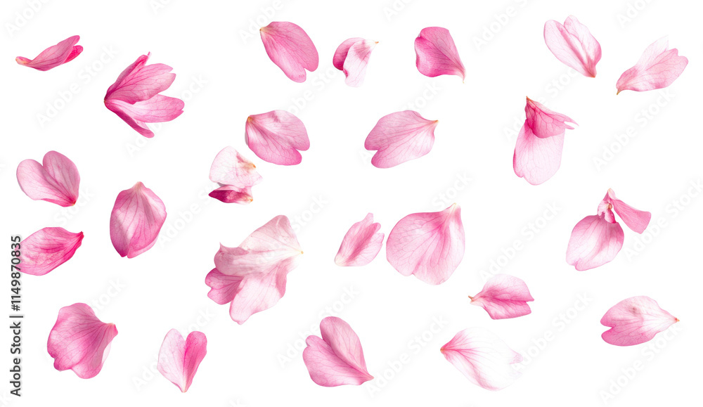 PNG Cherry blossom petals background delicate flower. PNG Cherry blossom petals background delicate flower.