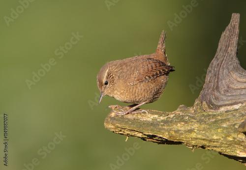 Wallpaper Mural Eurasian Wren - in autumn at a wet forest Torontodigital.ca