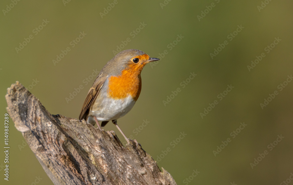 The European robin - at the wet forest in autumn The European robin - at the wet forest in autumn