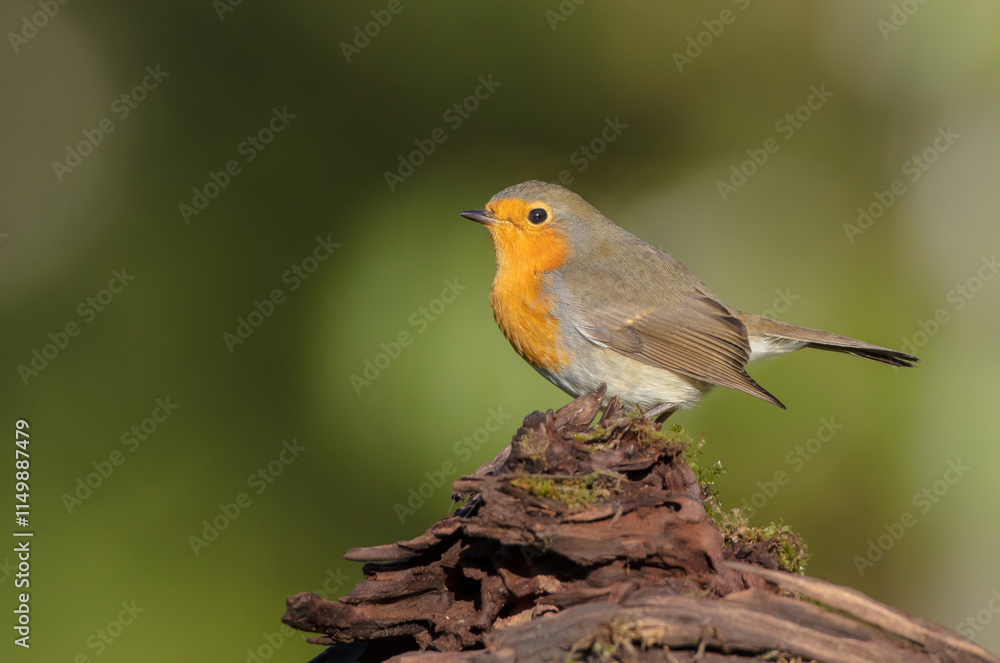 The European robin - at the wet forest in autumn The European robin - at the wet forest in autumn