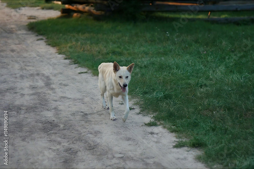 White wild dog running along the road in Pirogovo Park, Kyiv, Ukraine