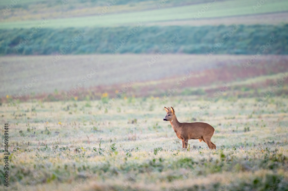 Fototapeta premium roe buck in the mist at sunrise