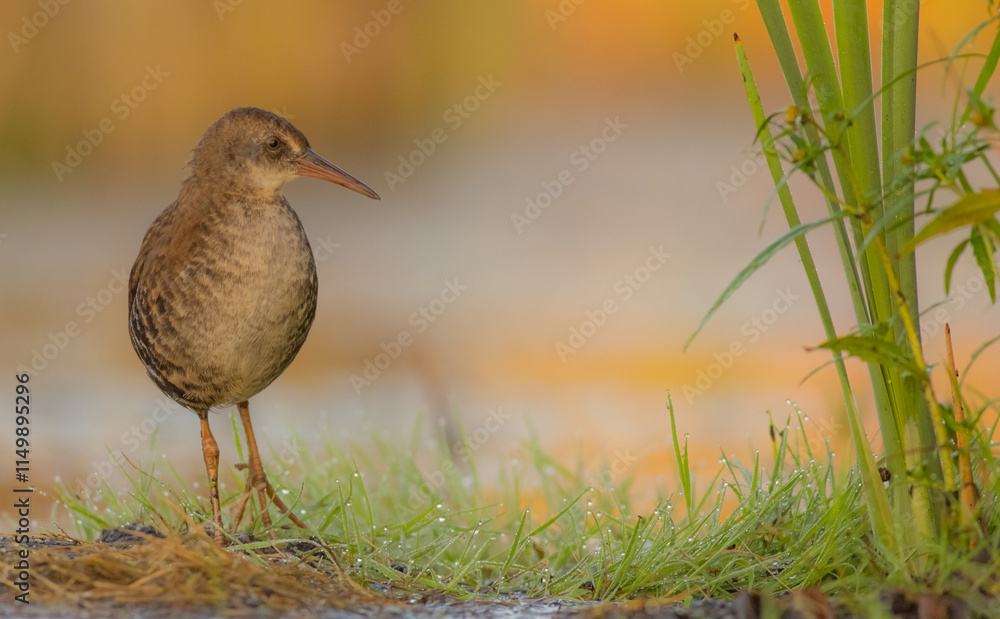 Water Rail - juvenile bird at a wetland in summer Water Rail - juvenile bird at a wetland in summer