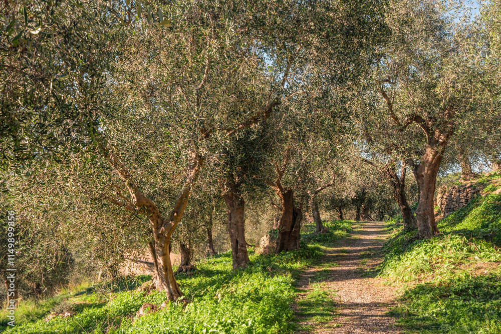 Naklejka premium Olive Terrace in Liguria with Yellow Crates During Harvest Season