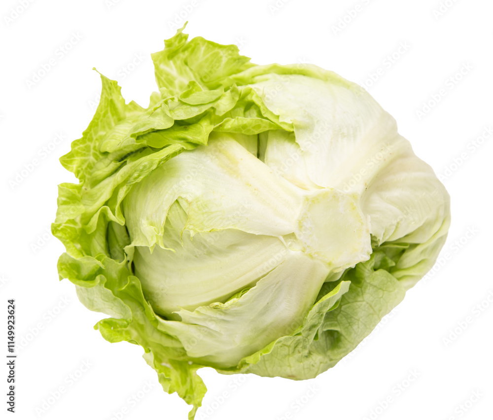A large head of lettuce with a green stem A large head of lettuce with a green stem