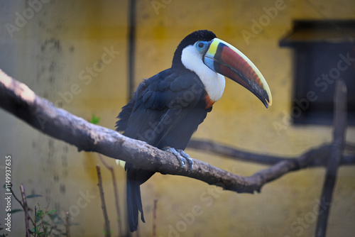 Black toucan in the Sparrow Bird Park photo