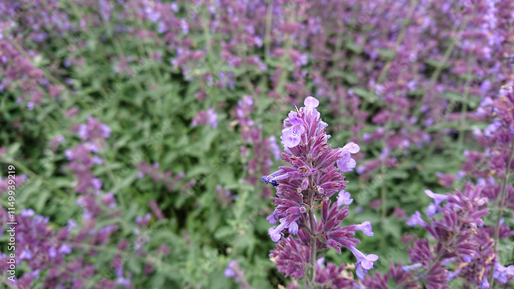 Close-up of purple lavender flowers Close-up of purple lavender flowers