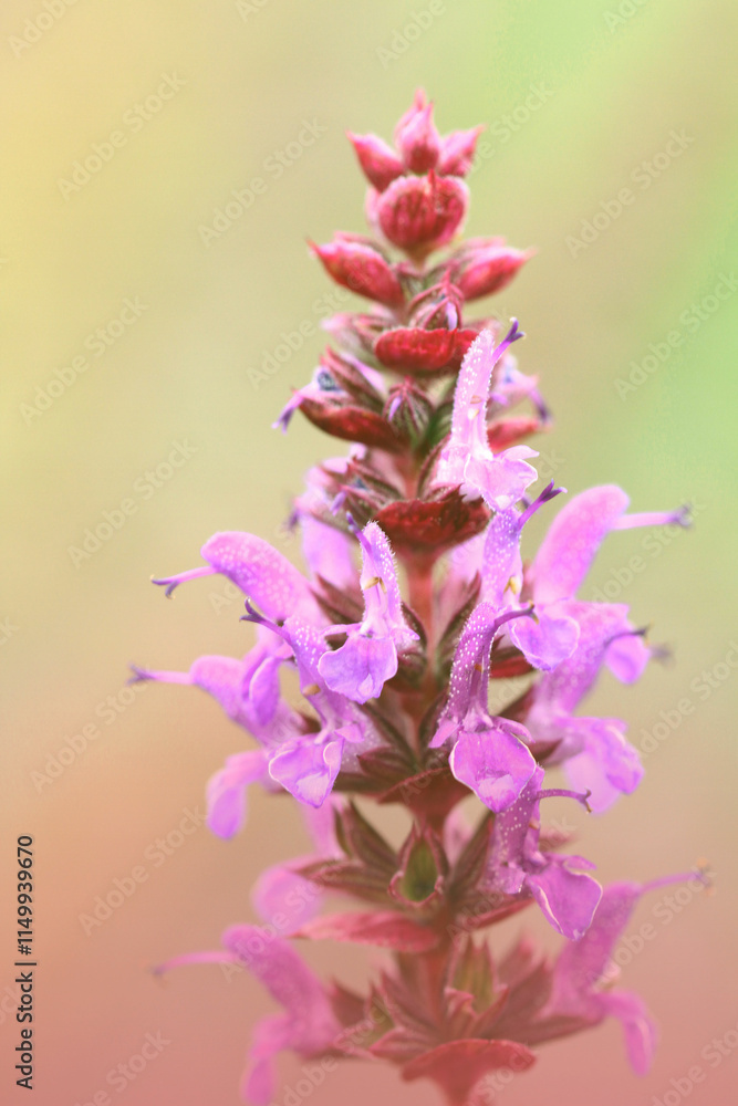 Fototapeta premium FLOWER red flower rose