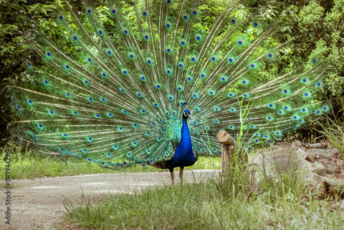 Eleganter Pfau, der seine lebendigen Federn in einem ruhigen deutschen Wald präsentiert photo