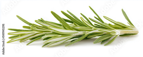Wallpaper Mural Green fresh rosemary isolated on white background Torontodigital.ca