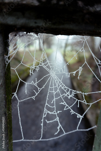 Frost-covered spider web intricately detailed, glistening on a cold winter morning. The blurred background highlights a serene pathway surrounded by bare trees and calm nature