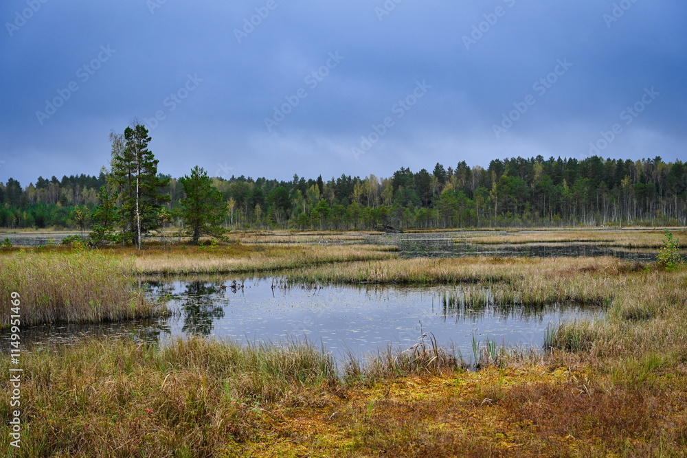Galkinskoe Swamp landscape on a cloudy autumn day Galkinskoe Swamp landscape on a cloudy autumn day
