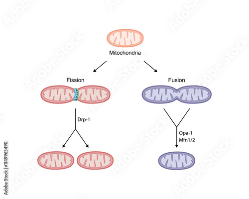 Mitochondrial fission, mitochondrion divides into two mitochondria. Mitochondrial fusion, merging of the outer and the inner mitochondrial membranes. Scientific vector illustration.