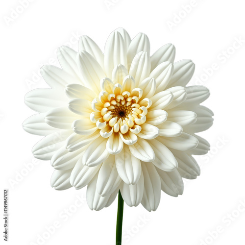 Wallpaper Mural White daisy with yellow center Torontodigital.ca