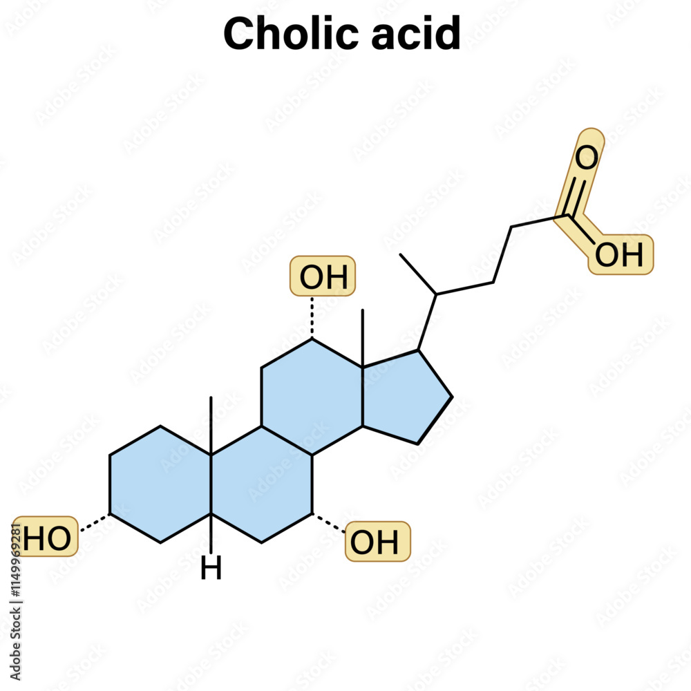 Structure of Cholic Acid Molecule, Chemical Formula Representation, Steroid Compound in White Background, Vector Illustration for Biochemistry and Organic Chemistry Structure of Cholic Acid Molecule, Chemical Formula Representation, Steroid Compound in White Background, Vector Illustration for Biochemistry and Organic Chemistry